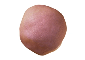Einzelloser Embryo, Kunstwerk