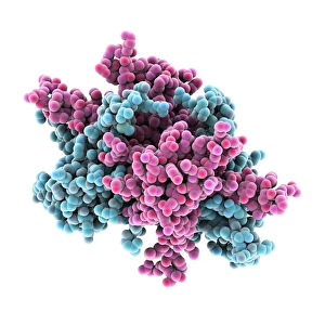 Deoxyribonucleic Acid Model Drucke: Single-stranded DNA-binding protein C016 / 2675