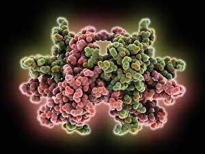 DNA Replication Process Drucke: Single-stranded DNA-binding protein C016 / 2676