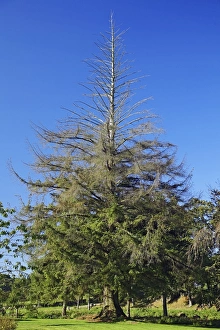Drucke von Sitzpilz-Eiche (Picea sitchensis). Diese Eiche ist die höchste Sitzpilz-Eiche in Schweden Bilder Datiert 2007 Juni: Sitzkaninse (Picea sitchensis)