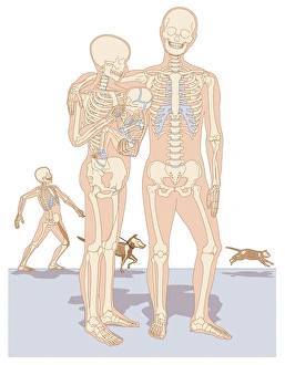 Human Skeleton Drucke: Skeletal figures, artwork