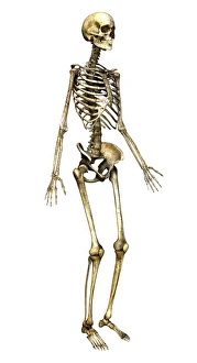Skeleton