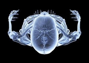 Human Skeleton Drucke: Skeleton from above, X-ray artwork