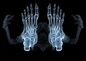 Menschlicher Körper Drucke: Knochen von unten, Radiographiekunstwerk