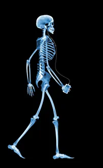 Drucke von Menschliches Skelett geht gehen. Computerverkünstliche Darstellung auf der Basis einer Röntgenaufnahme eines vollen menschlichen Skeletts im Gängenbewegungszustand Wissenschaftliche Poster: Knochen trinken, Röntgenbild