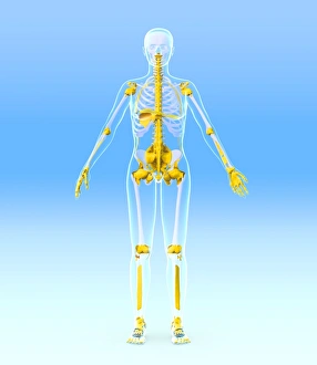 Female Skeleton Anatomy Drucke: Skeleton and ligaments, artwork
