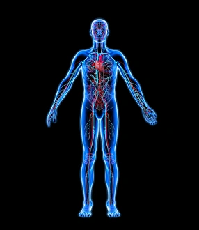 Drucke von Lymphatisystem. Computerartwork einer nackten Frau mit einem gesunden Lymphsystem Bilder Datiert 2009 Februar: Röhren und Sehnen, Kunstwerk