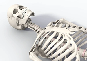 Drucke von Knochenliegendes Skelett im Bild einer Computergestaltung mit den Knochen des Kopfes, Hals und oberen Brustkorb eines menschlichen Skeletts in Liegenstellung Bilder Datiert 2009 April: Knochenliegen als Kunstwerk
