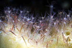 Ocean Creatures Drucke: Skeleton shrimp on a sponge