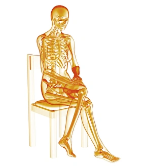 Human Anatomy Diagram Drucke: Skeleton sitting