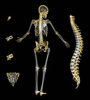 Human Skeleton Drucke: Skeleton and spine, computer artwork