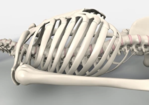 Drucke von Knochenbrust des Skeletts, Computerskizze zur Darstellung der Knochengrundlage einer liegenden menschlichen Brust Bilder Datiert 2009 April: Röhrenkörperwerkstatt