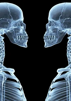 Drucke von Knochen Skelette Kunstwerk mit dem Computer-Röntgenbild des oberen Körperteils von zwei menschlichen Skeletten, die sich gegenüber stehen und vom Seitenansicht betrachtet werden Bilder Datiert 2008 August: Rippenknochen, Röntgenkunstwerk