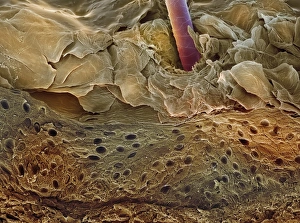 Human Skin SEM Drucke: Skin section, SEM