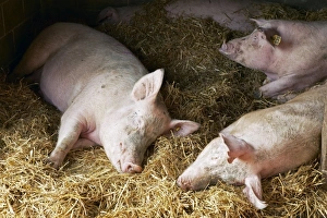 Domestic Pigs Drucke: Sleeping pigs