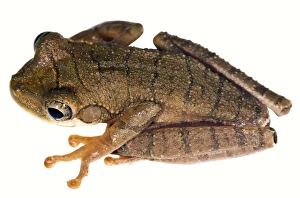 Rainforest Amphibians Drucke: Slender-legged treefrog