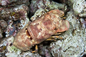 Marine Crustaceans Drucke: Slipper lobster