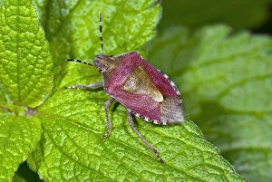 Sloe Bug Drucke: Sloe bug on a leaf