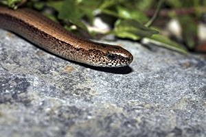 Drucke von Langschlange (Anguis fragilis) ist eine Art der ohne Beine lebenden Eidechsen, die im Vereinigten Königreich fotografiert wurde Bilder Datiert 2007 Juli: Langsame Wurm