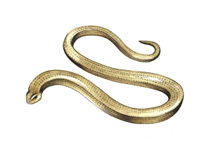 Grassland Wildlife UK Drucke: Slow worm, artwork
