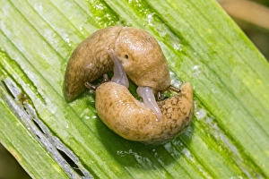 Drucke von Schlangen paaren sich im Netz oder Graugrüner Schnecken (Deroceras reticulatum) auf einer Blättereiung Bilder Datiert 2012 November: Schlangenpaarung