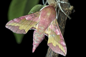 Moth Species Drucke: Small Elephant Hawk-moth