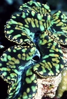 Giant Clam Species Drucke: Small giant clam