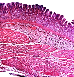 Drucke von Der kleine Intestinalsektion. Lichtmikroskopische Abbildung einer senkrechten Sektion durch das Ileum, Teil des kleinen Intestins Bilder Datiert 2010 November: Kleiner Intestinalsektion, Lichtmikroskopie