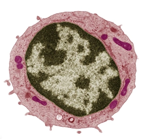 Bilder Datiert 15. Dezember 2008: Kleiner Lymphozyt, TEM
