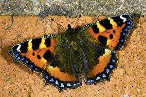 Aglais Urticae Drucke: Small tortoiseshell butterfly
