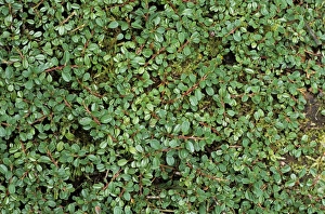 Kleiner Cotoneaster