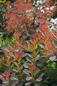 Summer Flowering Shrubs Drucke: Smoke Bush (Cotinus sp. )