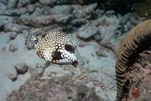 Drucke von Rumpfrohrmacher (Lactophrys triqueter). Dieser Fisch bewohnt Korallenriffe und Küstenregionen im westlichen Atlantik Ocean von Kanada bis Brasilien Bilder Datiert 2006 Februar: Rundrumpenmakrele
