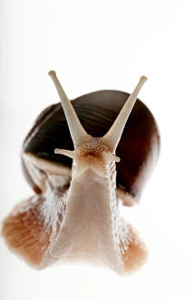 Snail Shell Morphology Drucke: Snail