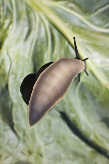 Drucke von Schneckenfuß, Fuß eines Gartenschneckens (Helix aspersa), der über Glas kriecht, aus unterer Perspektive gesehen. Schnecke hat einen einzigen Fuß Bilder Datiert 2006 Mai: Schneckenfuß