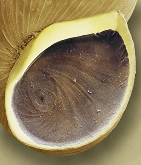 Drucke von Schneckeöffnung. Farbige Rastertunnelmikroskopaufnahme (SEM) der geschlossenen Operkulum-Öffnung einer Lava-Spulenschnecke (Hydrobia ulvae) Bilder Datiert 2003 Juni: Schnecke öffnen, SEM
