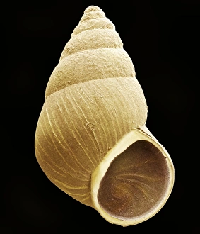 Drucke von Schnecke. Farbige Rastertunnelmikroskopie (SEM) einer Lavenspitzschnecke (Hydrobia ulvae) Bilder Datiert 2003 Juni: Schnecke, SEM