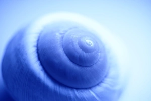 Invertebrate Biology Drucke: Snail shell