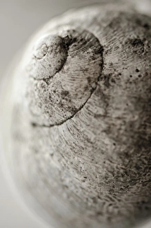 Snail Shell Drucke: Snail shell C016 / 2330