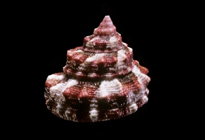 Marine Gastropod Mollusc Drucke: Top snail shell C019 / 1361