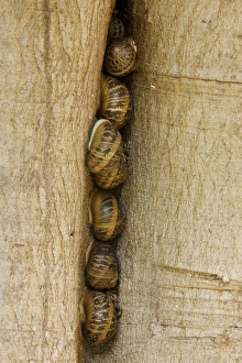 Bilder Datiert 2. August 2011: Schnecken im Riss am Baumstamm