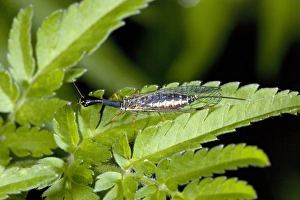 Macro Photography Nature Drucke: Snake fly