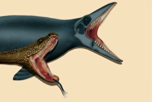 Bilder aus dem Jahr 2000: Schlangengabel Evolution