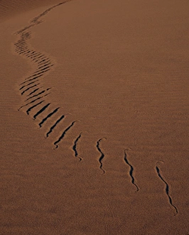 Drucke von Schlangenpfad im Sand fotografiert in Utah, USA Bilder Datiert 2007 Juni: Schlangenpfad im Sand