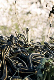 Snake Mating Behavior Drucke: Snakes mating