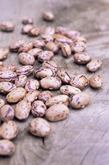 Garden Photography Drucke: Snap bean seeds