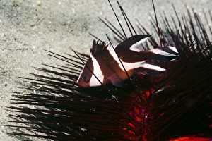 Sea Urchin Drucke: Snapper and sea urchin