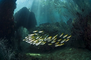 Tropical Ocean Fish Species Drucke: Snappers