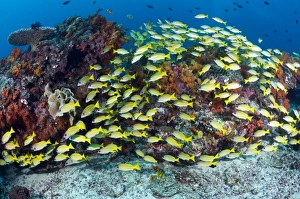 Tropical Ocean Fish Species Drucke: Snappers over a reef