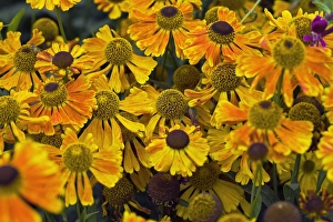 North American Wildflowers Drucke: Sneezewort (Helenium sp. )